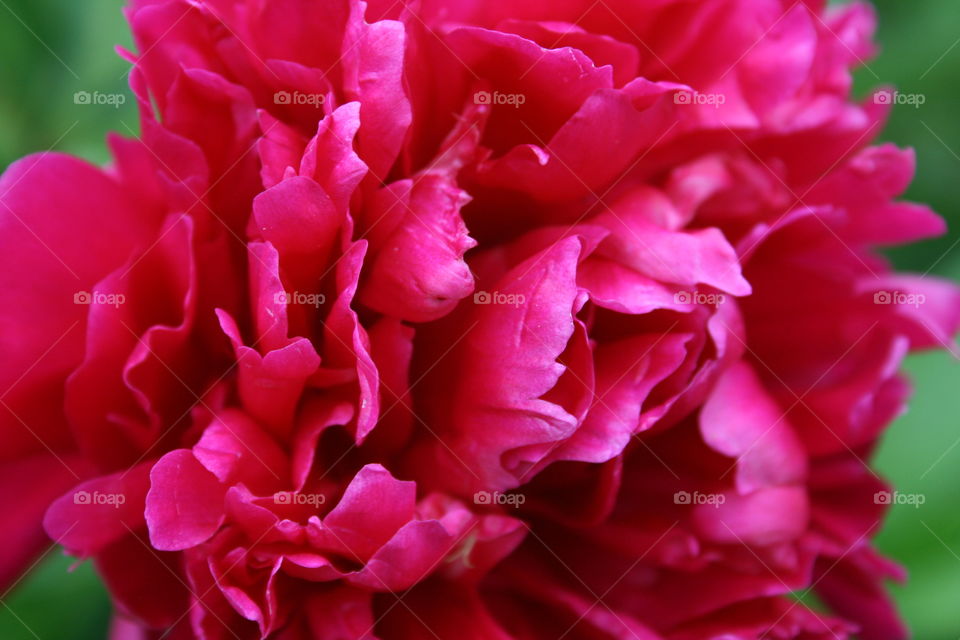 Peony 