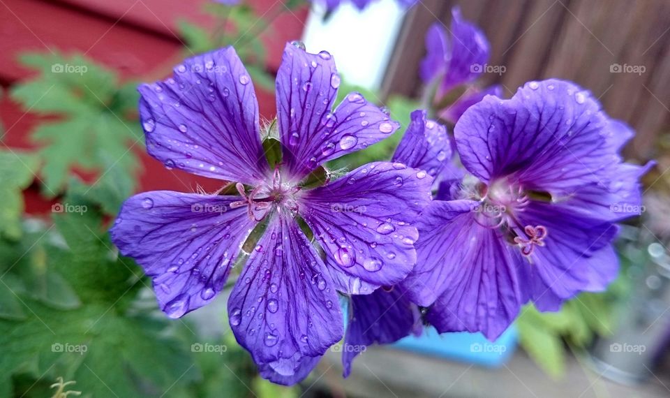 Blue flower with raindrops