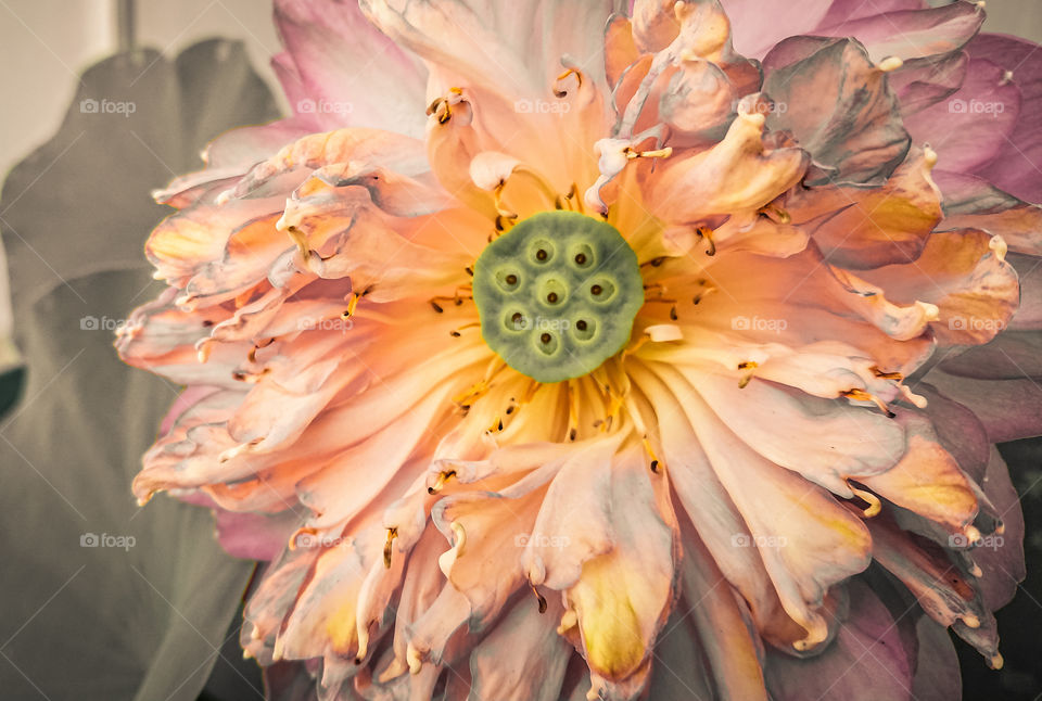Lotus Full​ blossom V2