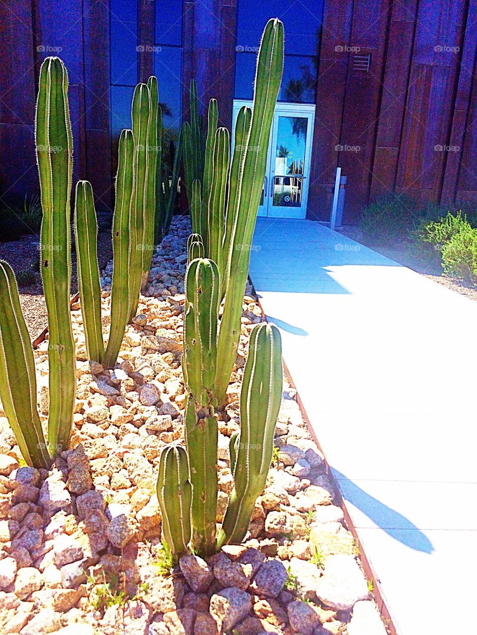 Library Cacti