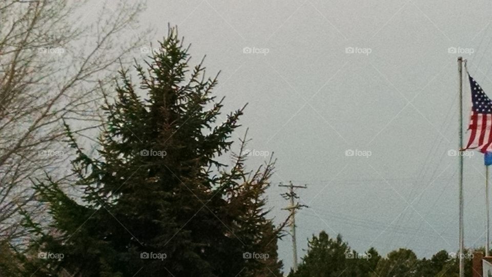 Tree, Landscape, No Person, Winter, Conifer