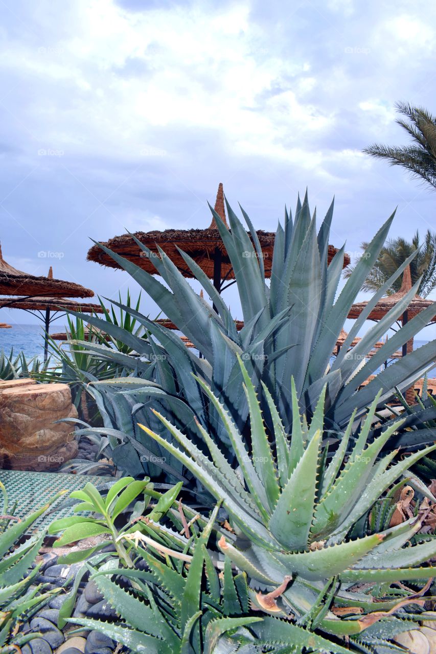 Beach on the Red Sea. Giant Aloe Vera Flowers