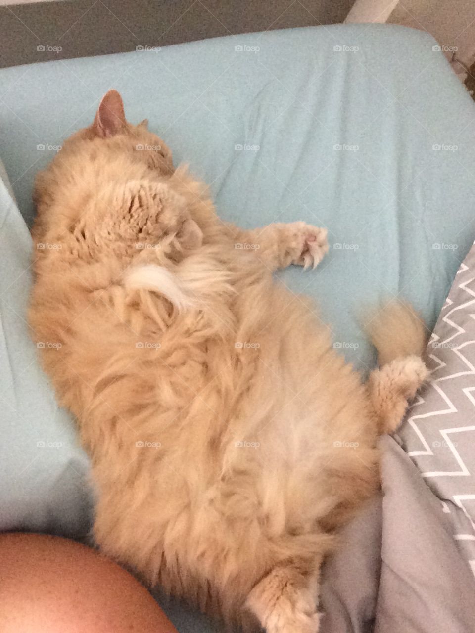 Cat belly