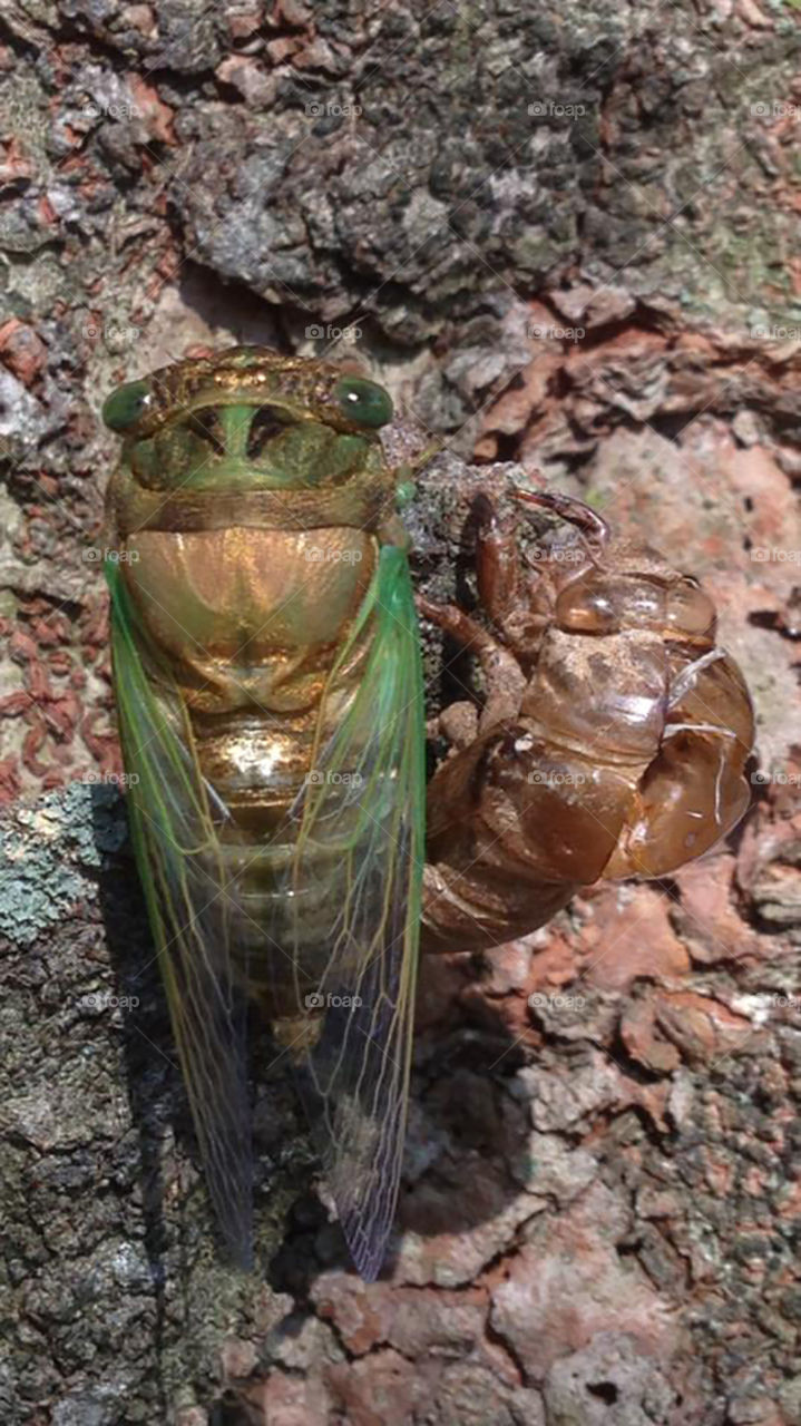 Close up of a cicada next to the shell (carapace) that he crawled out of. 