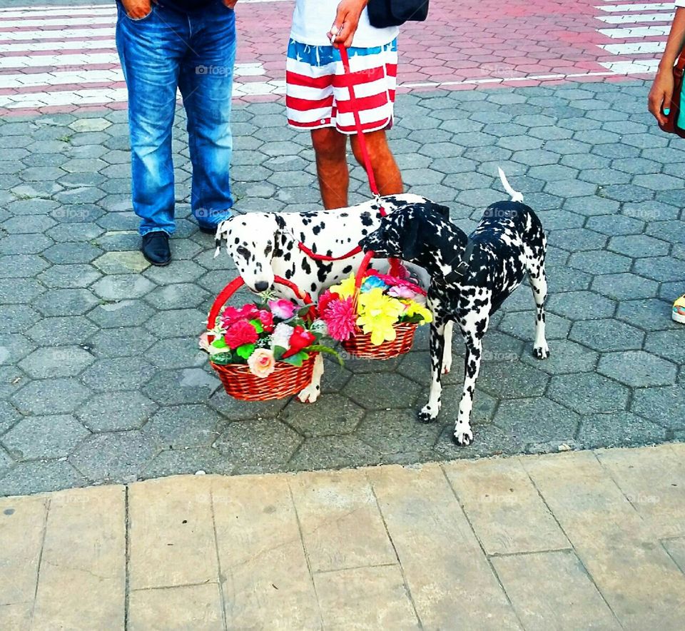 Dogs with flowers
