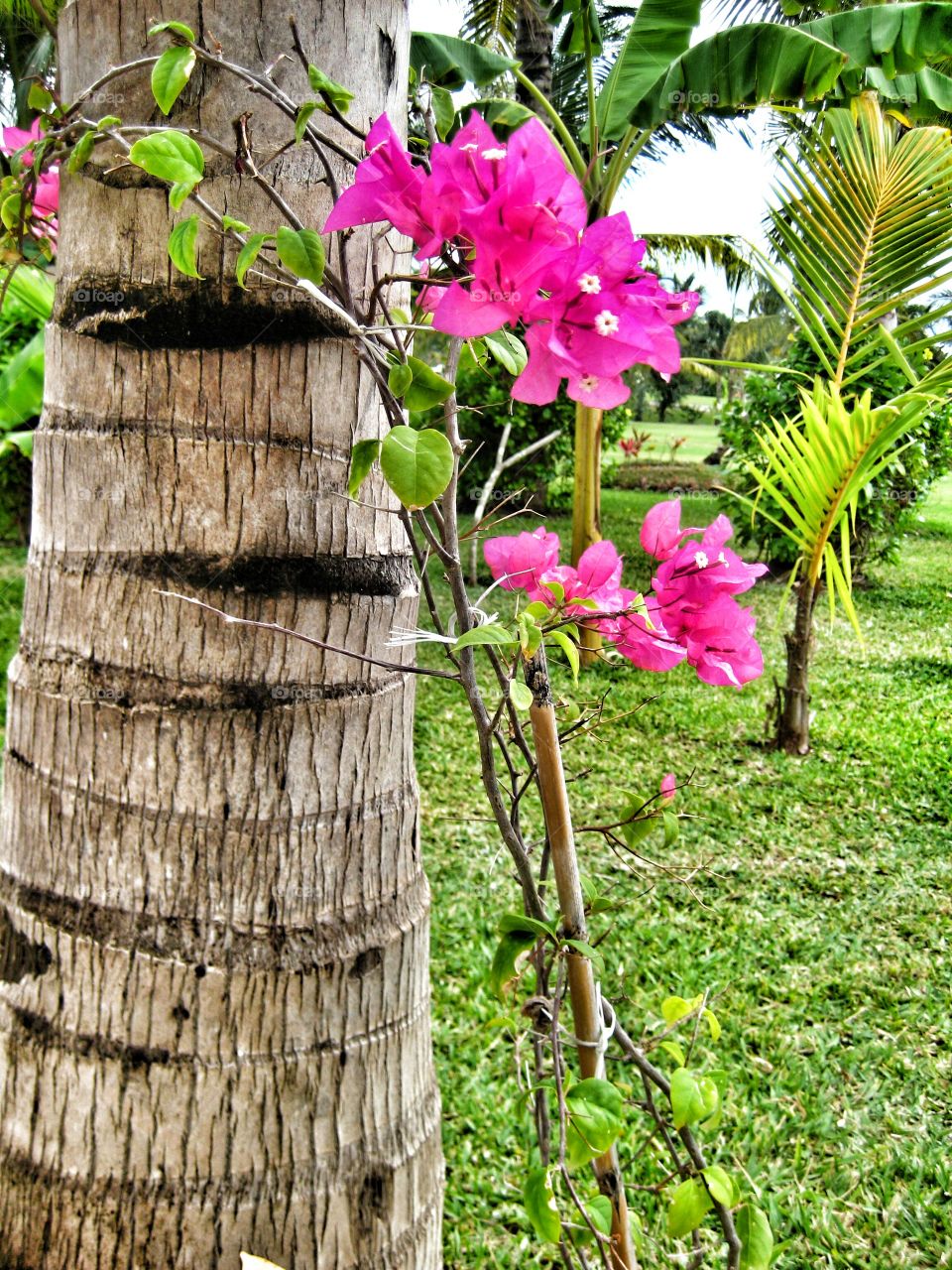 Nature, Tree, Flora, Flower, Summer