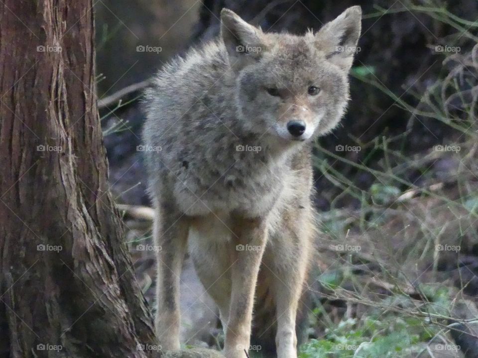 Coyote 