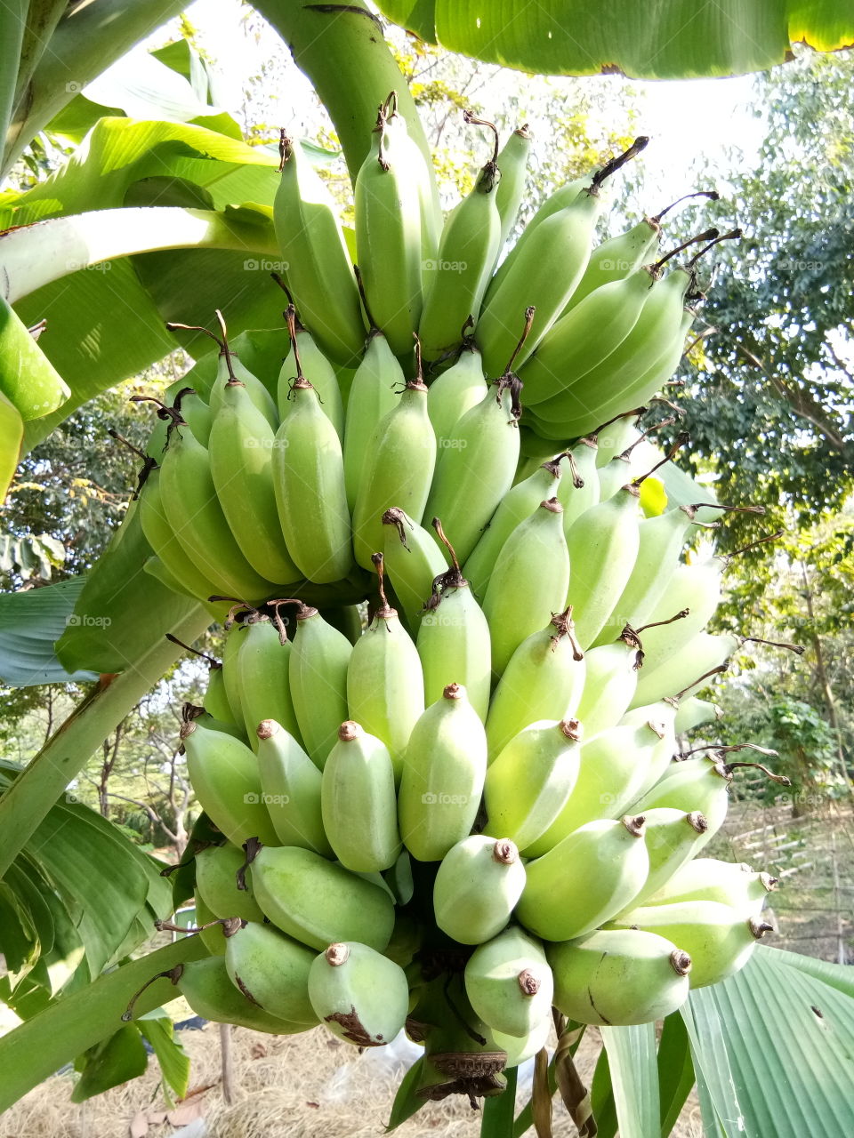 banana
green
thailand
