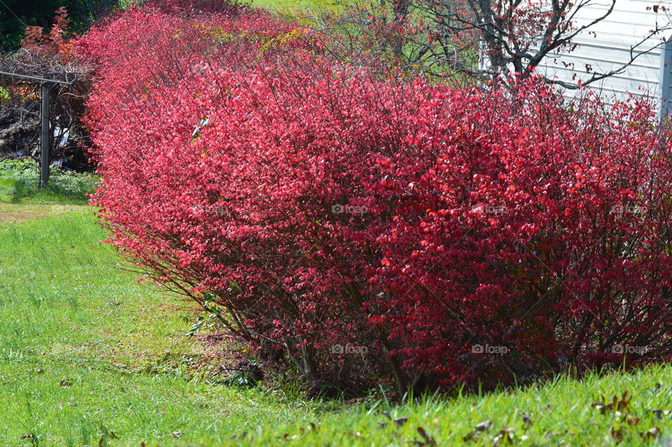 burning bush in fall colors very red