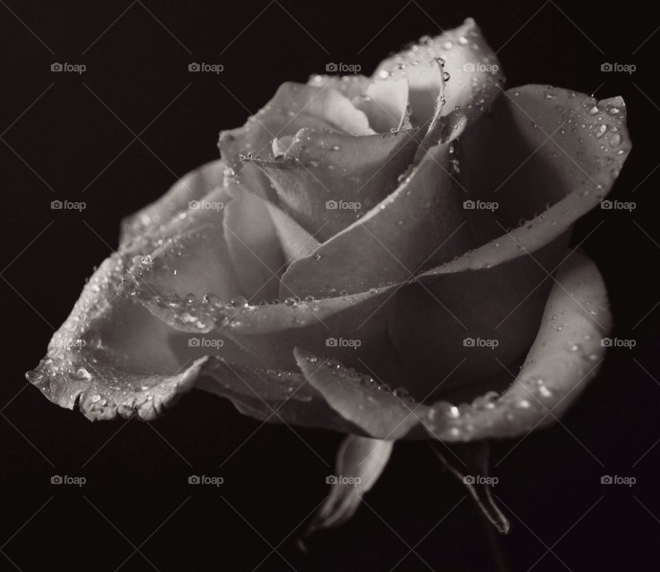 Black and white Rose