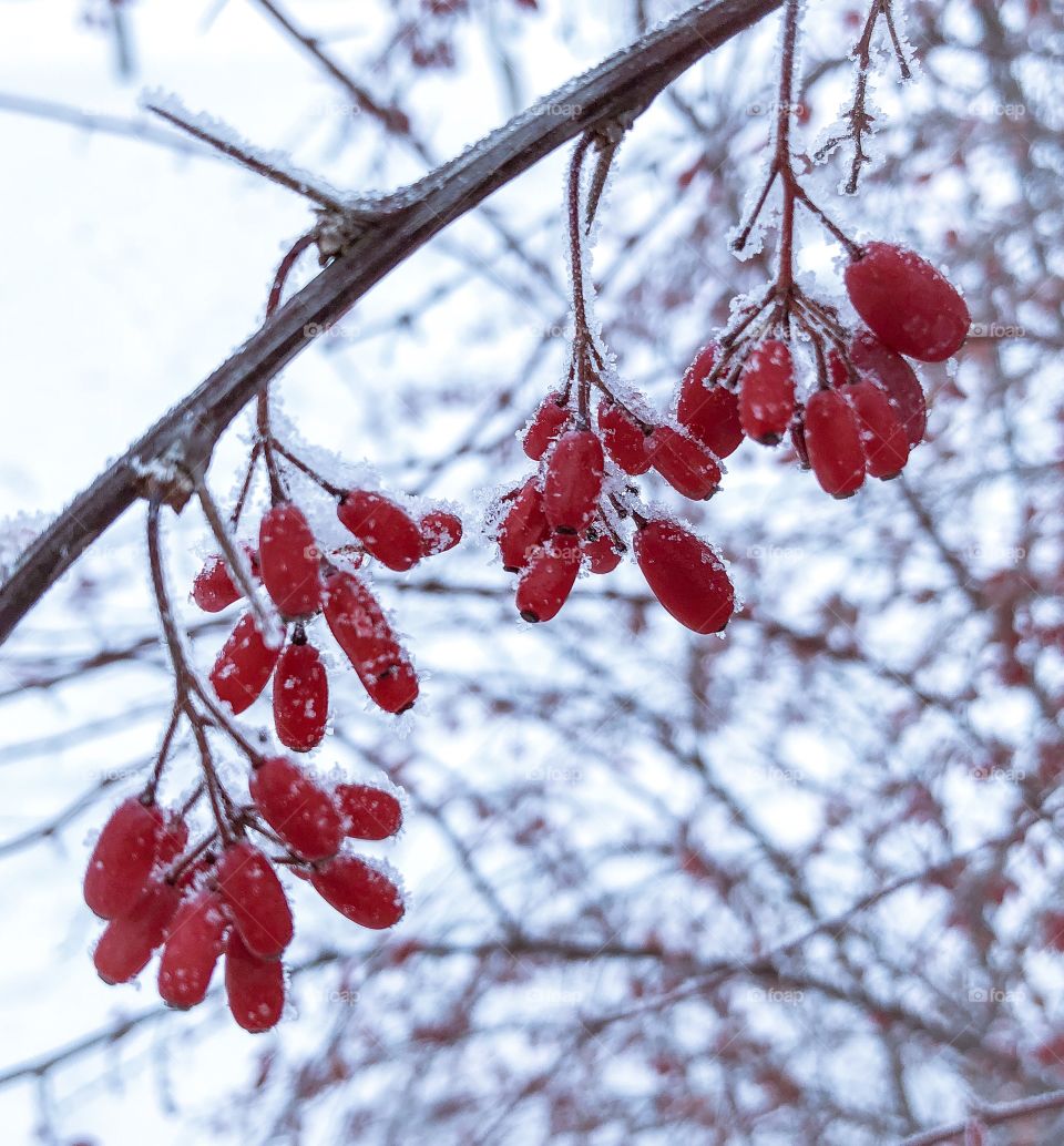 barberry in the frost