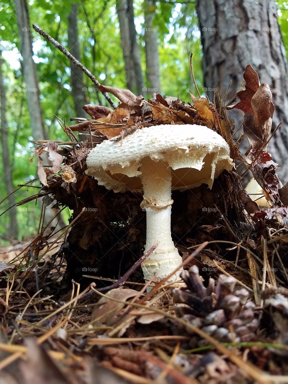 mushroom breaking through the leaves