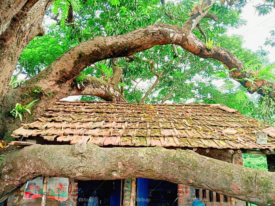 The house below the mango tree