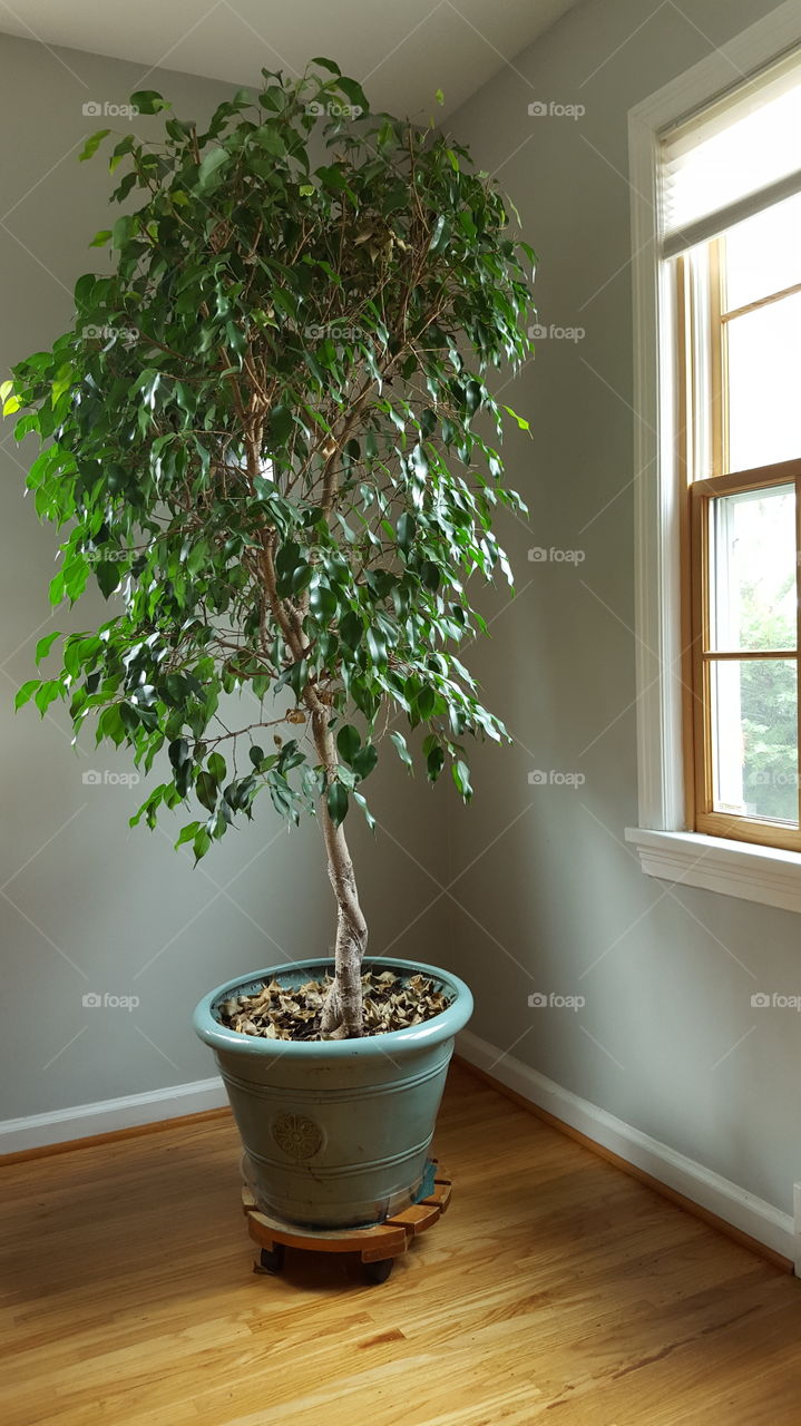 Indoor Potted Tree