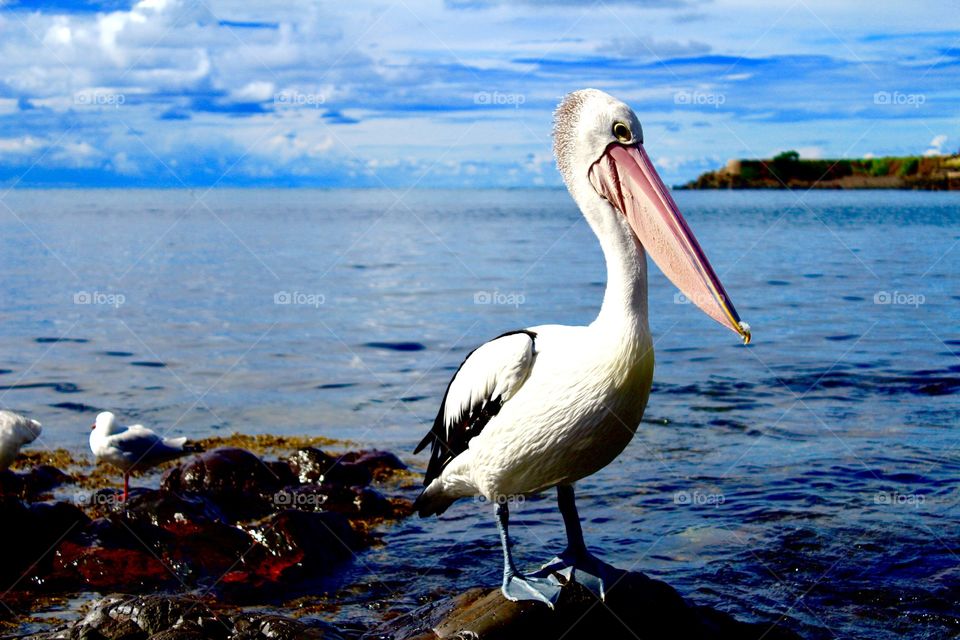 Pelican 