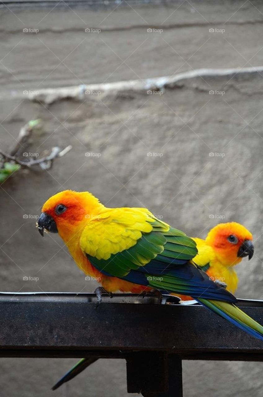 Parrots