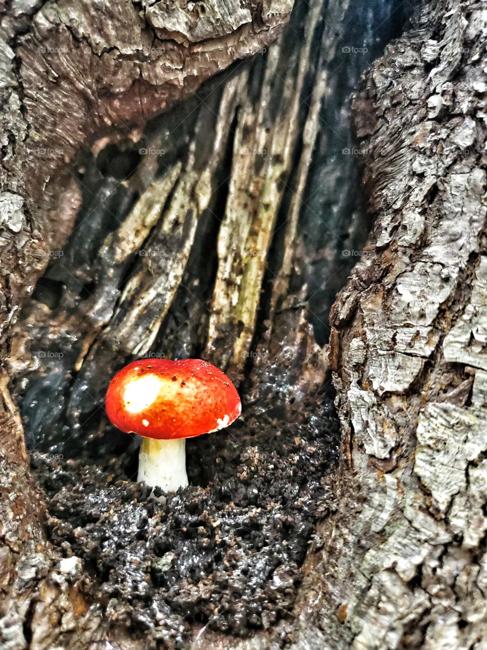 Colour red:
Mushrooms