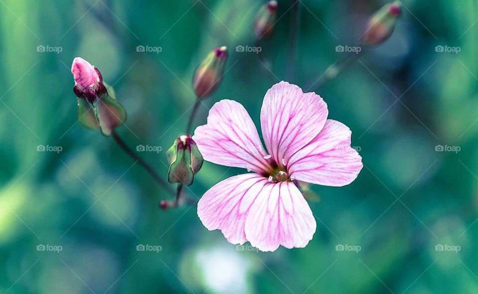 Beautiful pink flower