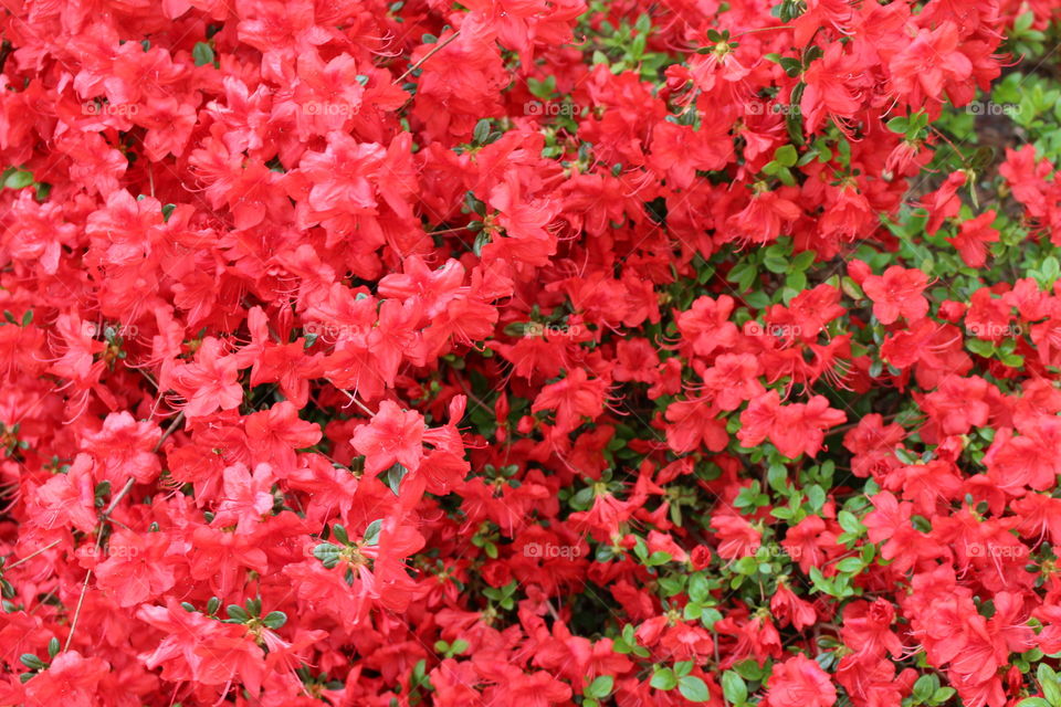 red azalea