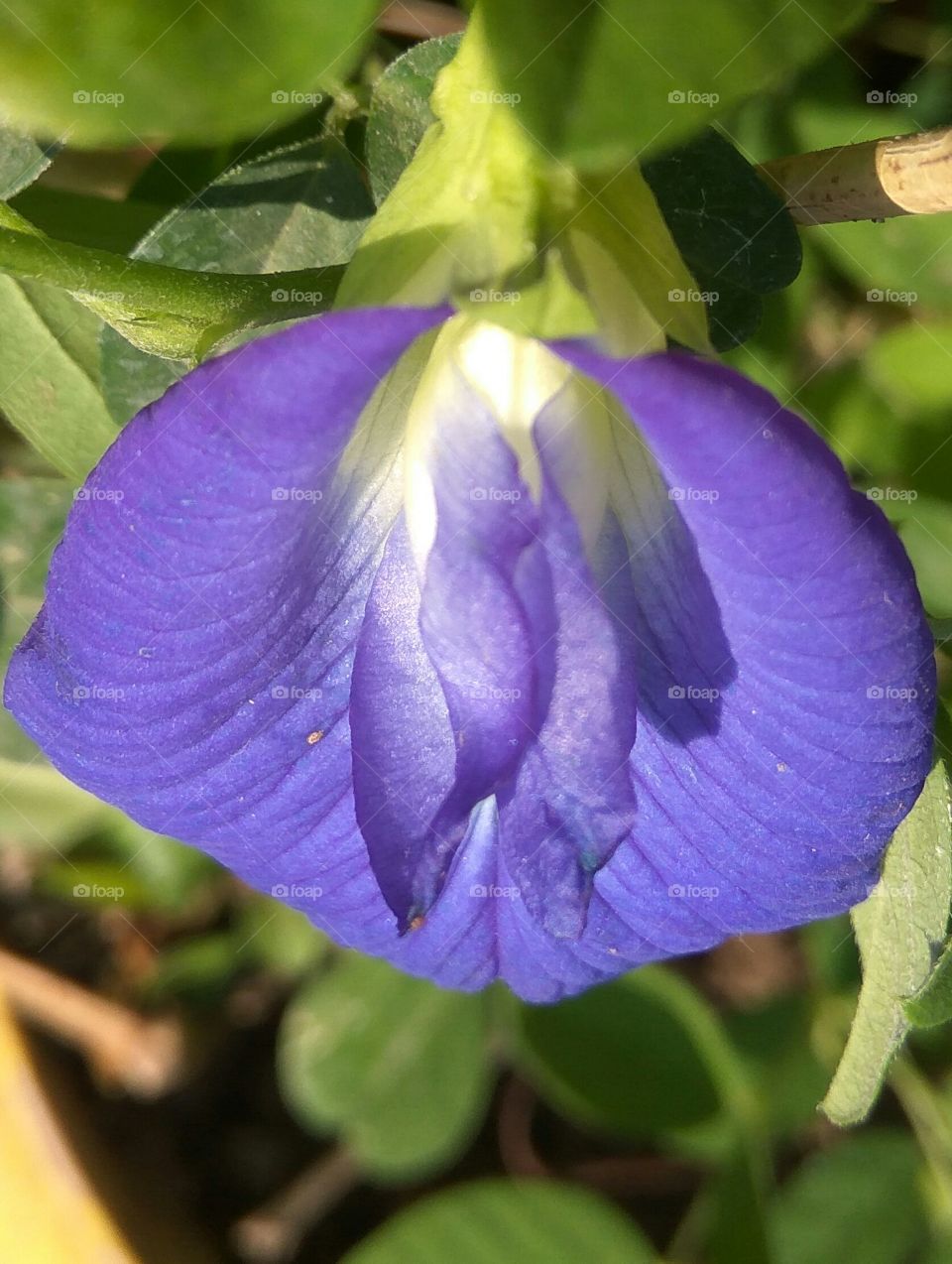 Purple Story__ Flower