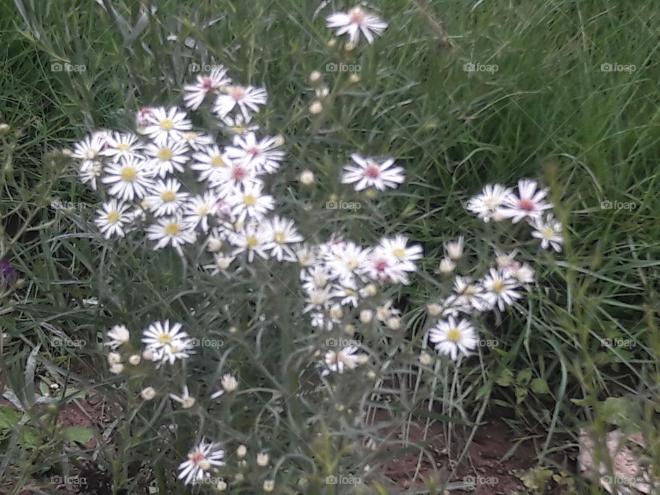 flowers