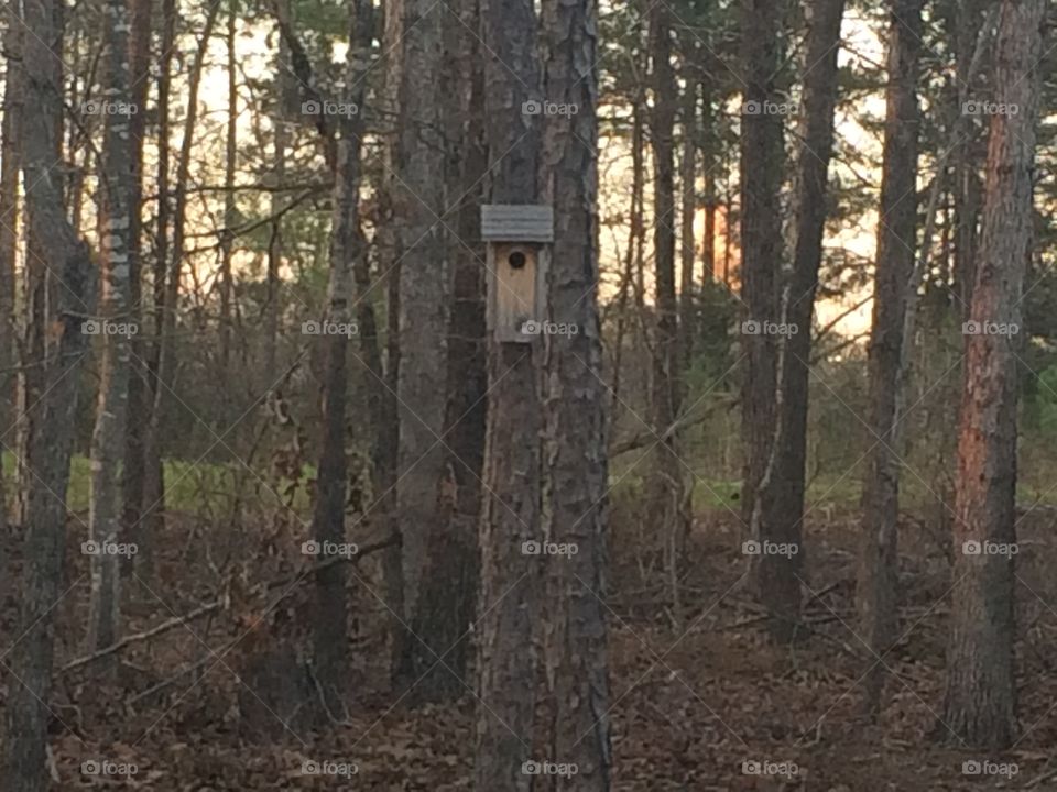 Bird House