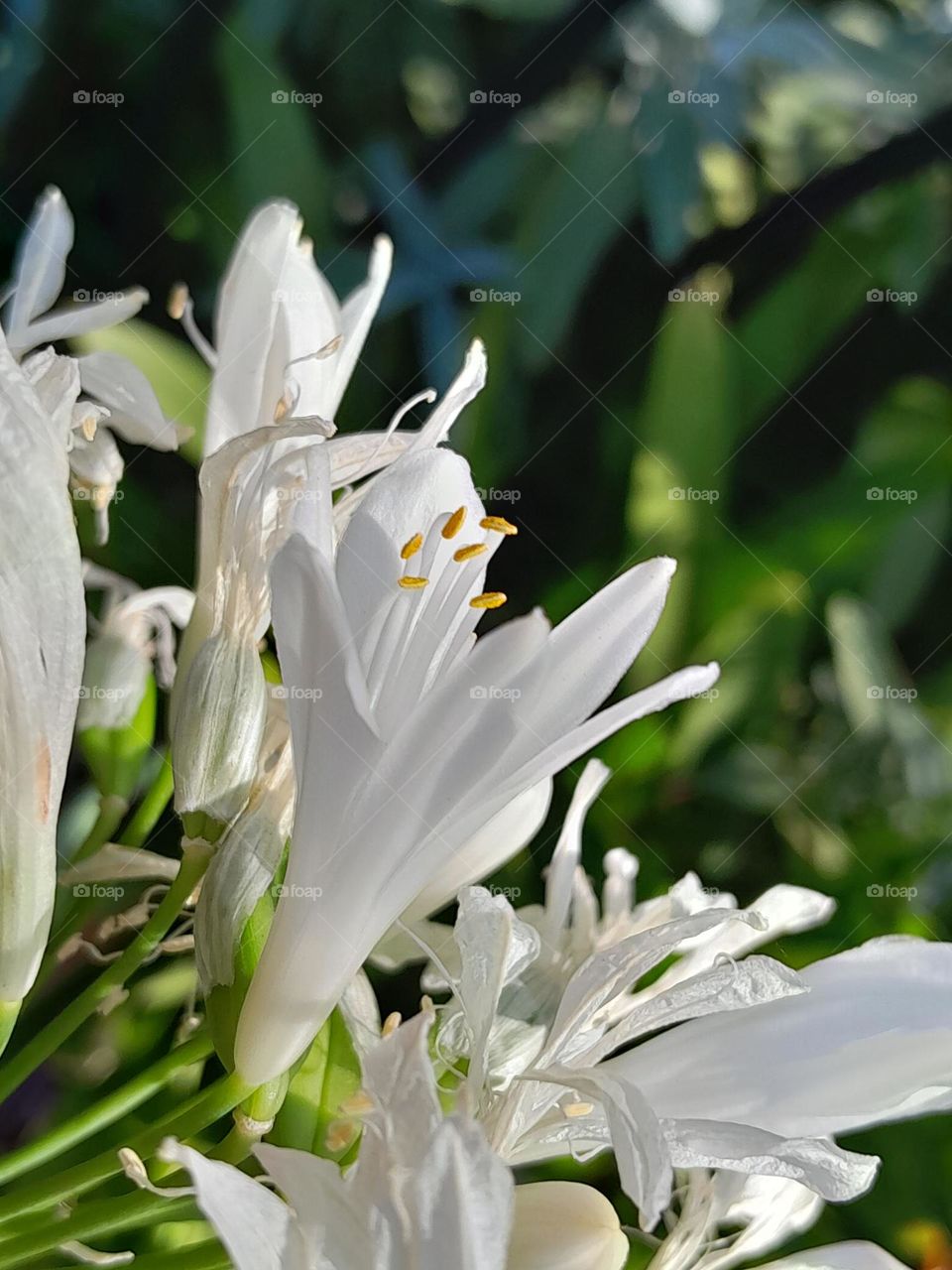 long strong and tall flowers ready for spring in the midst of summer, bees getting to harvest them.