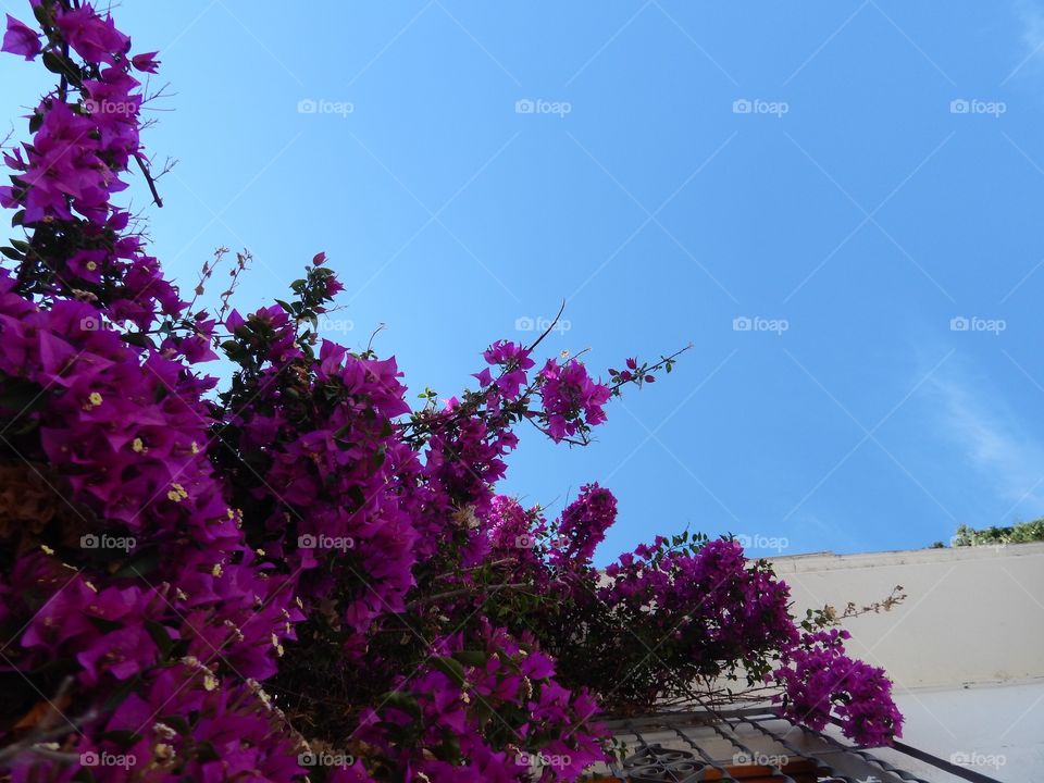 Purple flowers in the summer in Granada, Spain