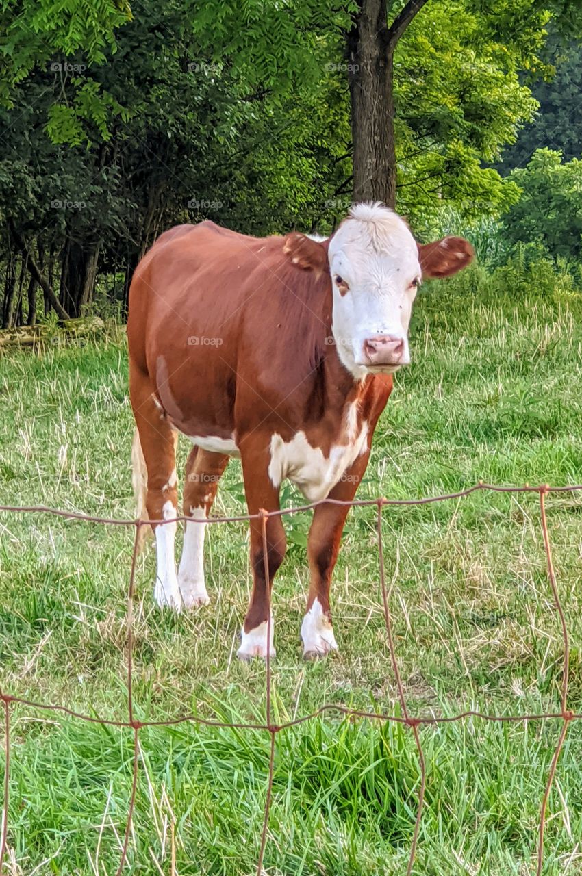 cow