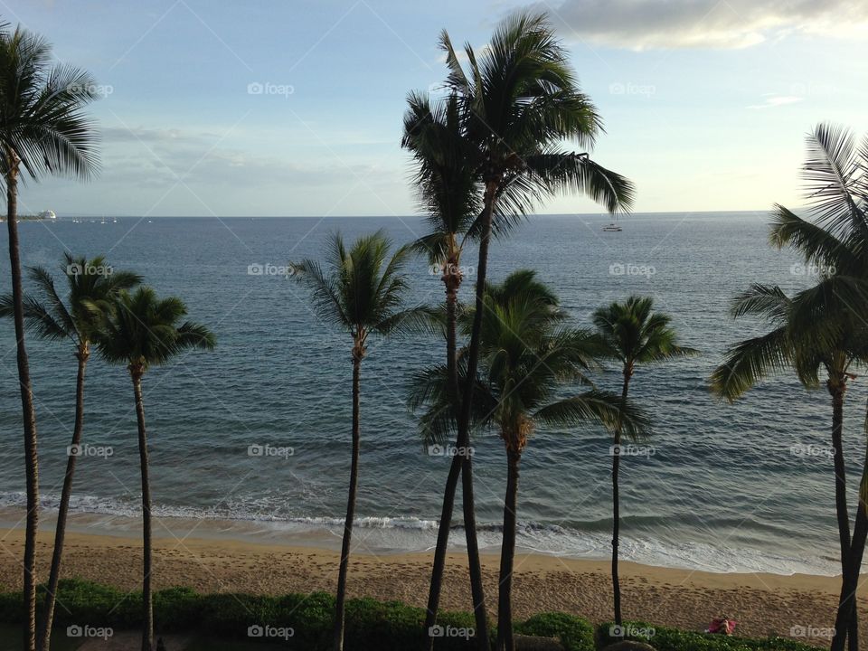 Maui Kaanapali Beach & Palm Trees