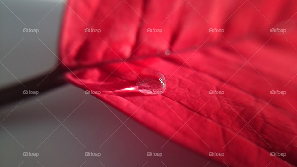 Water drop on red leaf