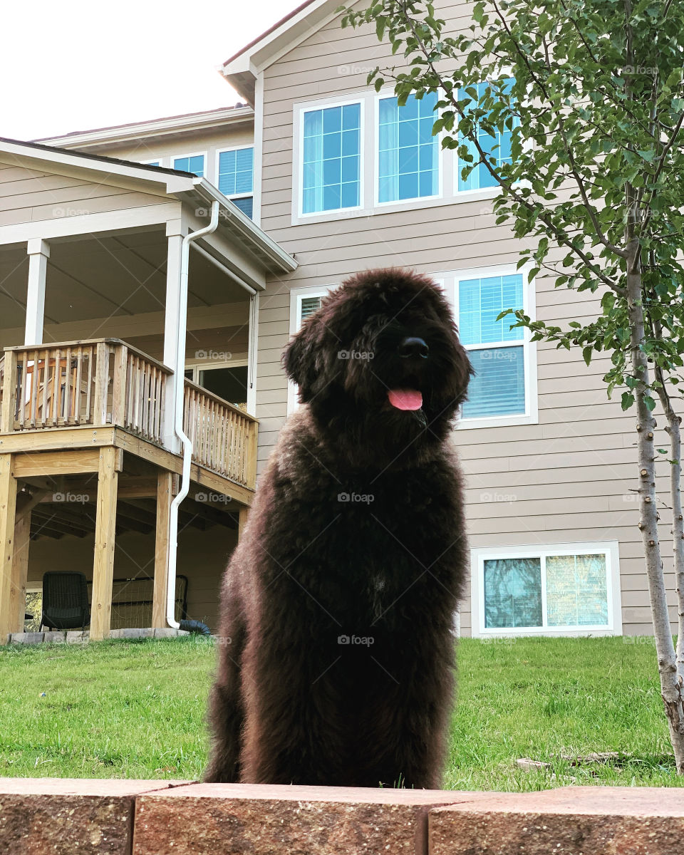Bouvier Des Flandres puppy