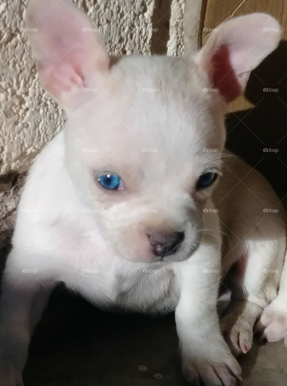 blue eye puppy