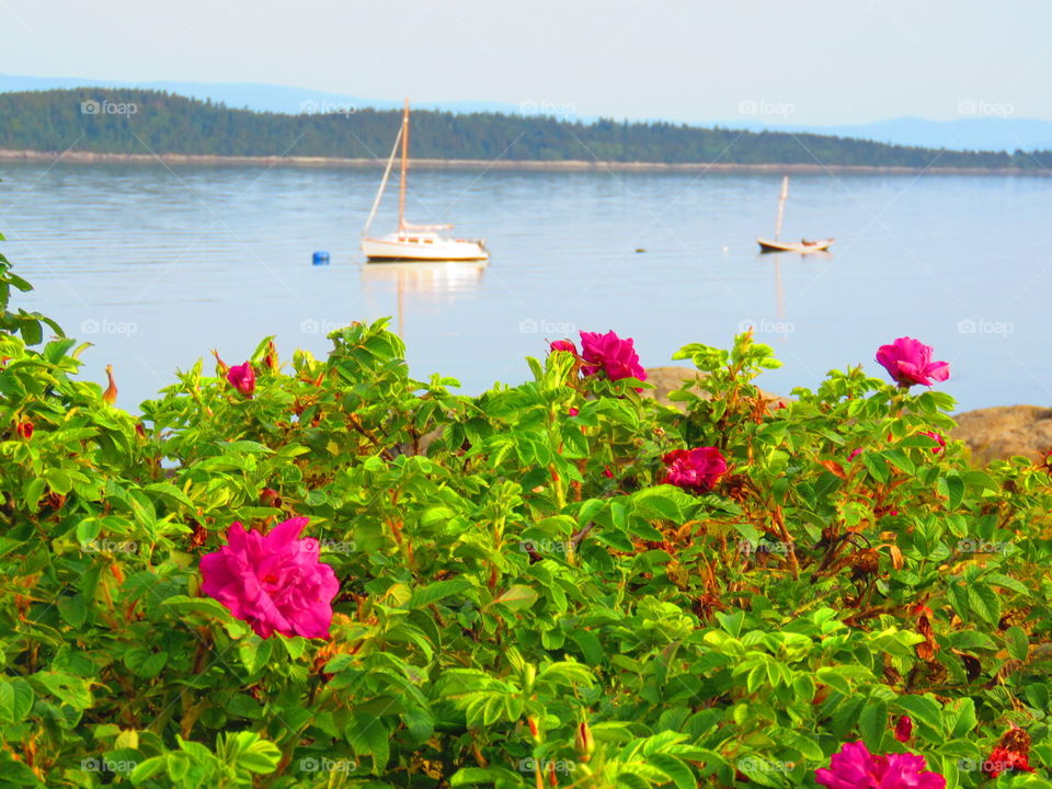 Roses and boats