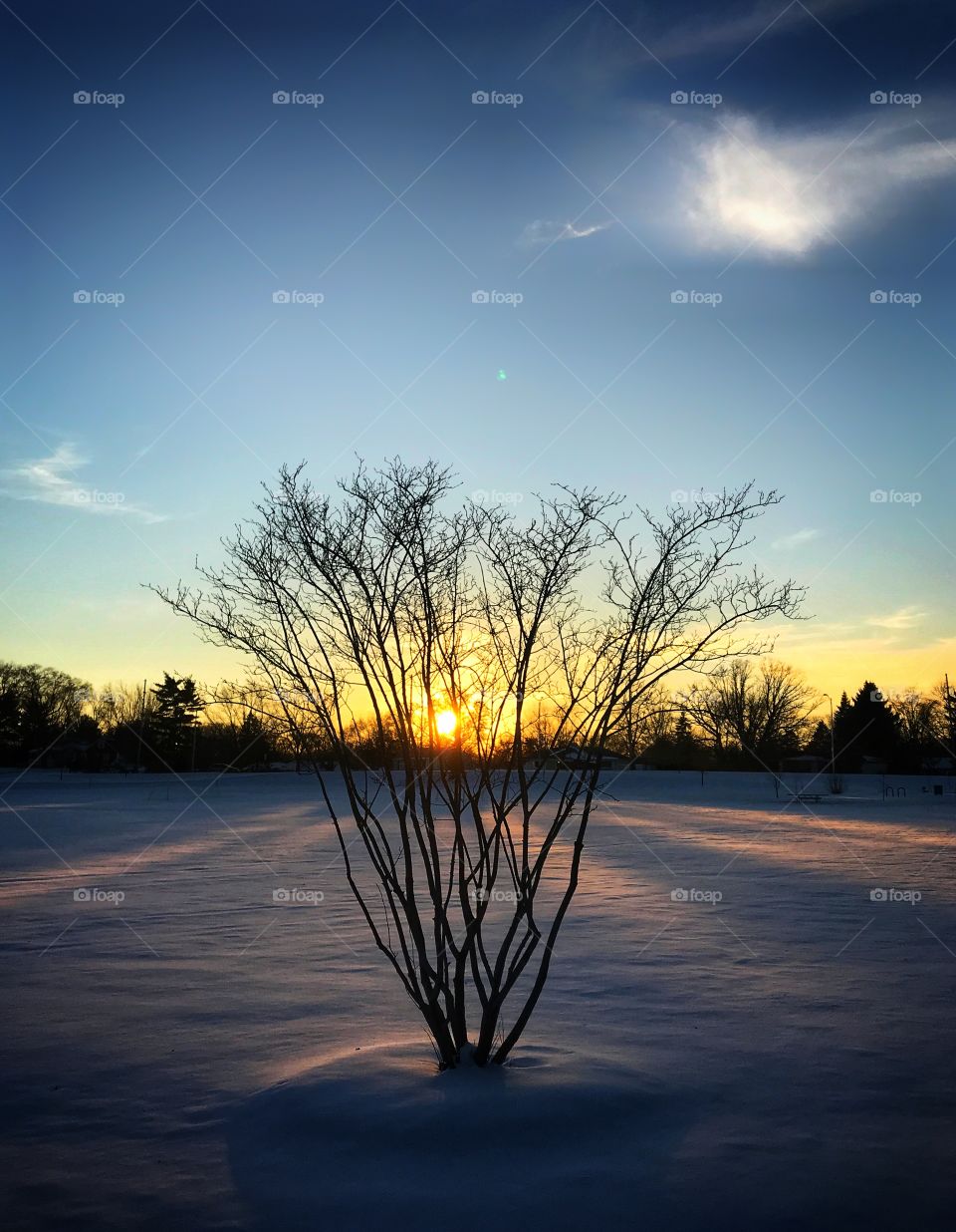 Winter sunset behind a plant—taken in Dyer, Indiana 