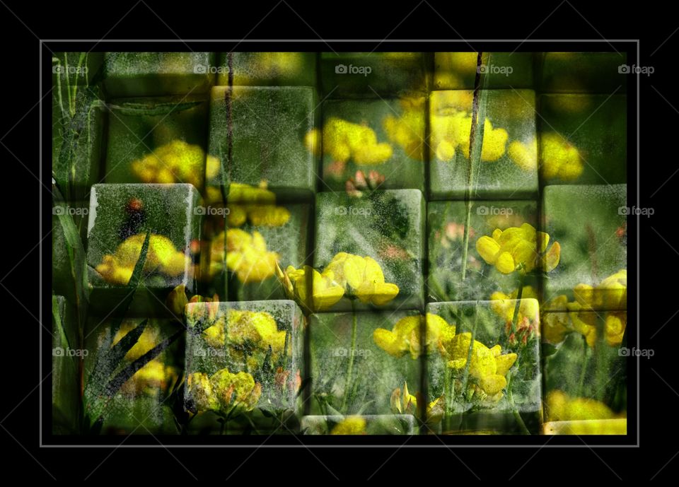Wild flowers black frame, cubes 
