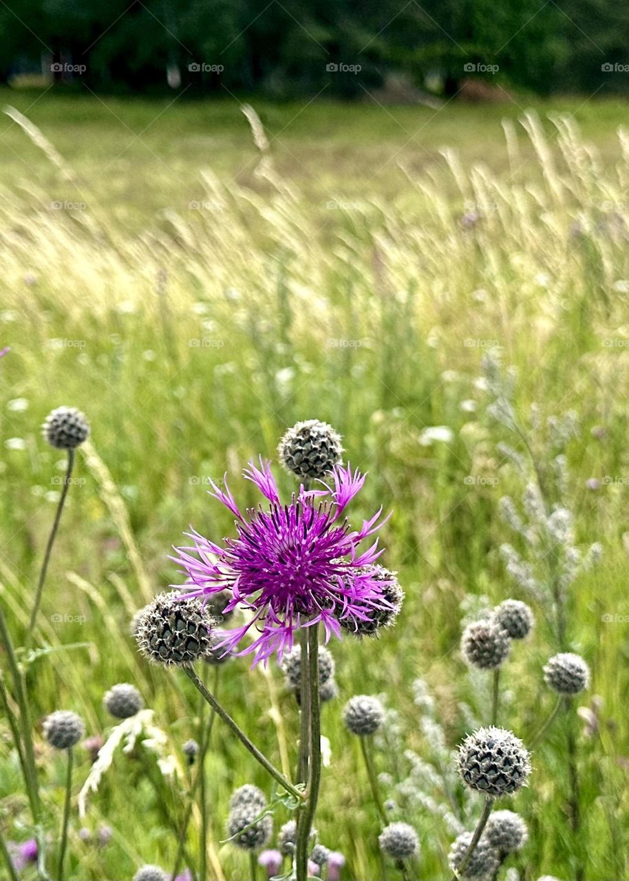Pink on green on a nice sunny summer day. Knapweed flower blossoms.