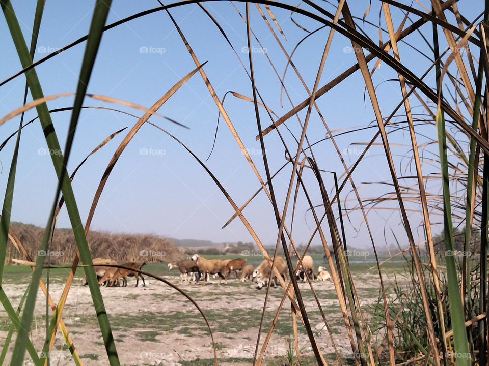 Herd and meadow