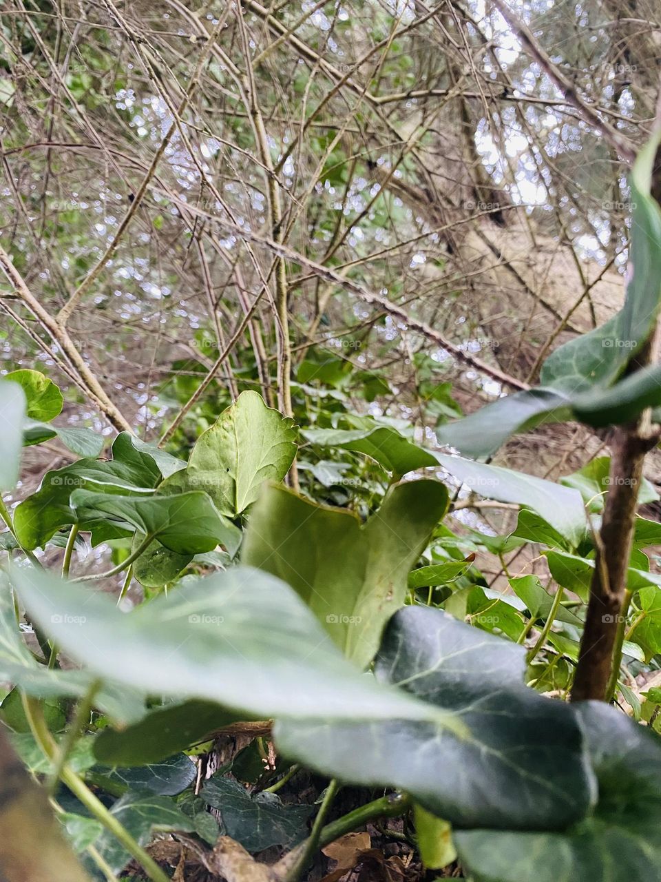 View from below a tree