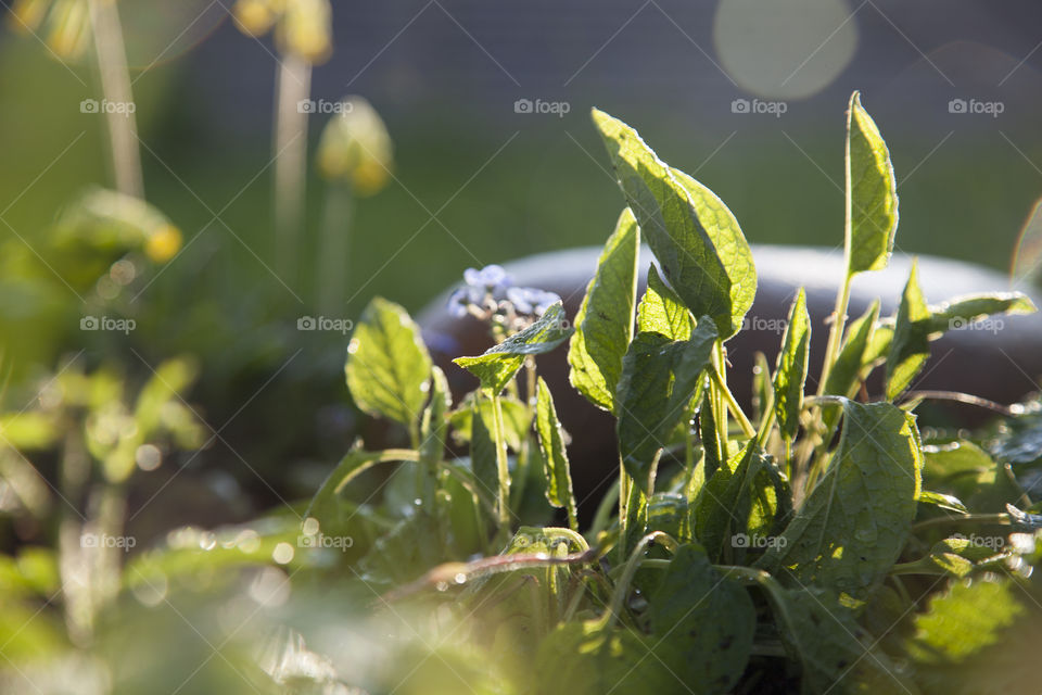 Leaves and grass