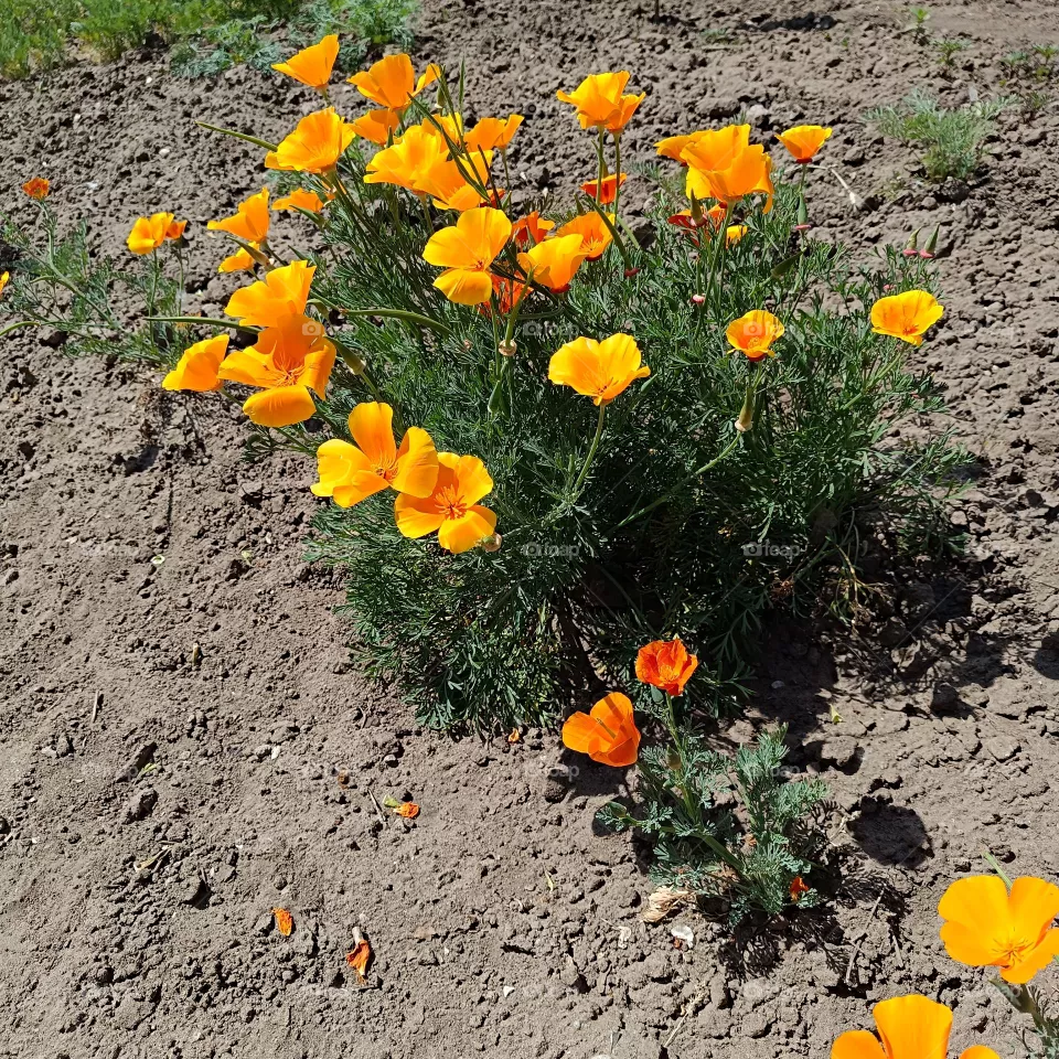 Yellow flowers