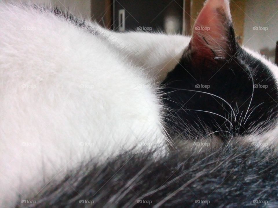 My lovely cat Pudding, sleeping