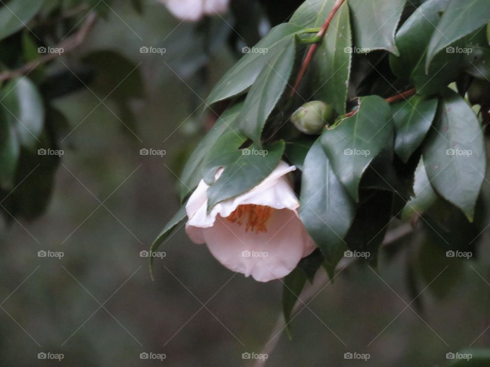 Camellia