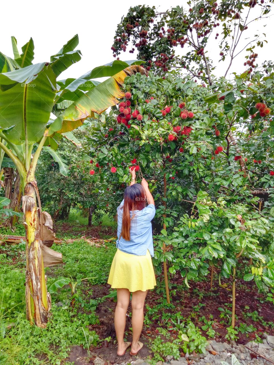 picking of fruits