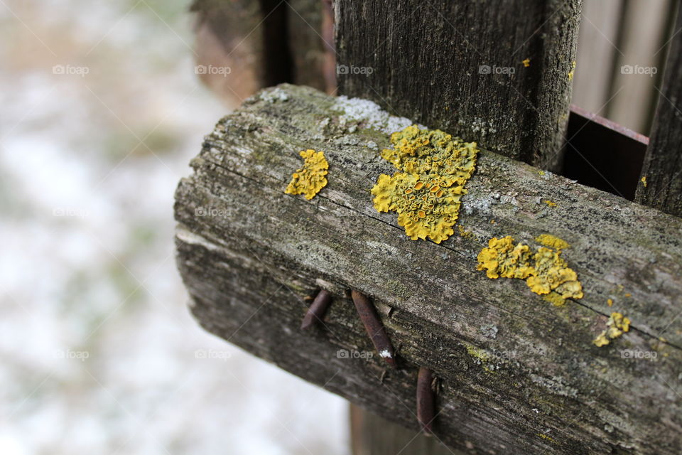 Macro of Moss and lichen on old rotten wood