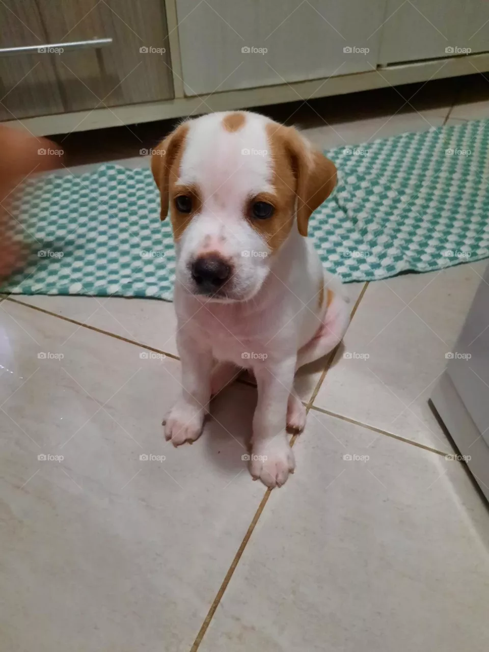 Baby dog