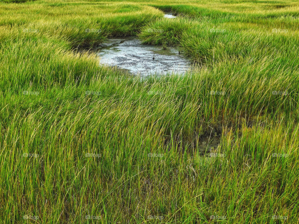 Seagrass....