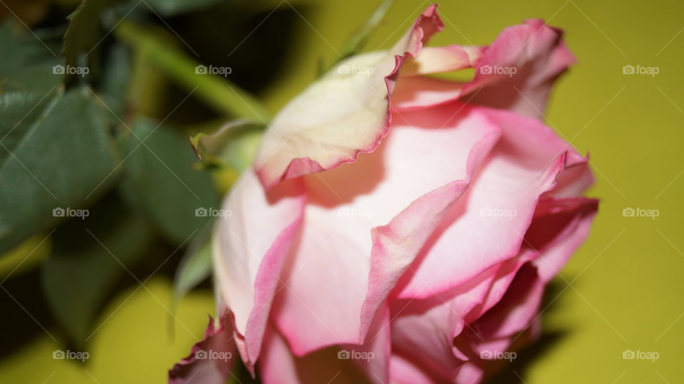 Розовая роза