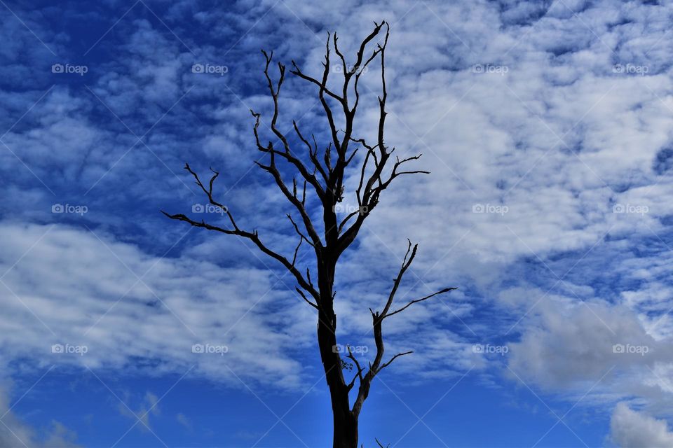 dried tree under the clouded sky