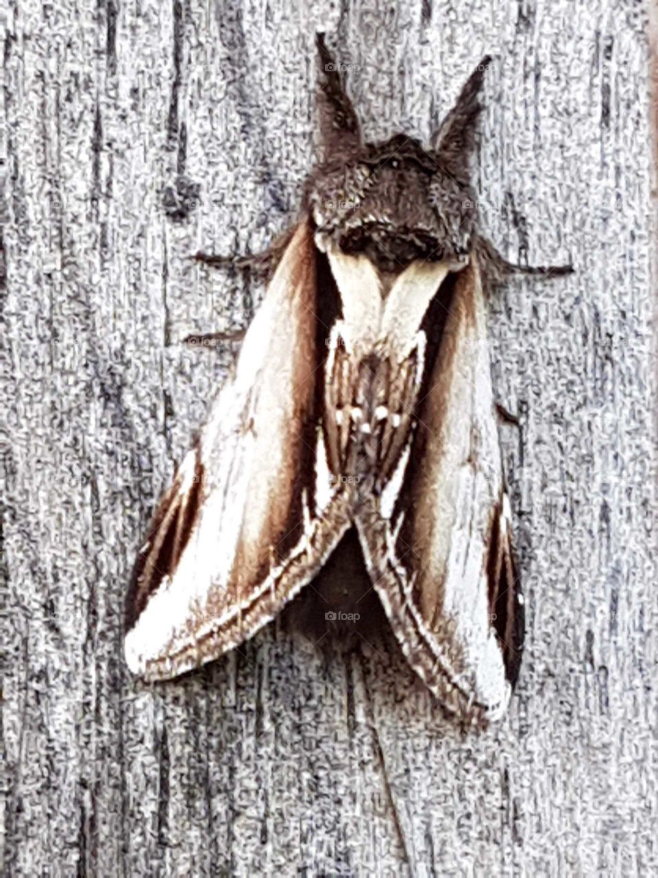 moth